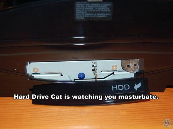 8468hdd_cat.jpg