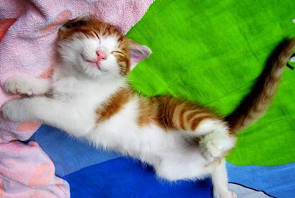 cute-cat.jpg