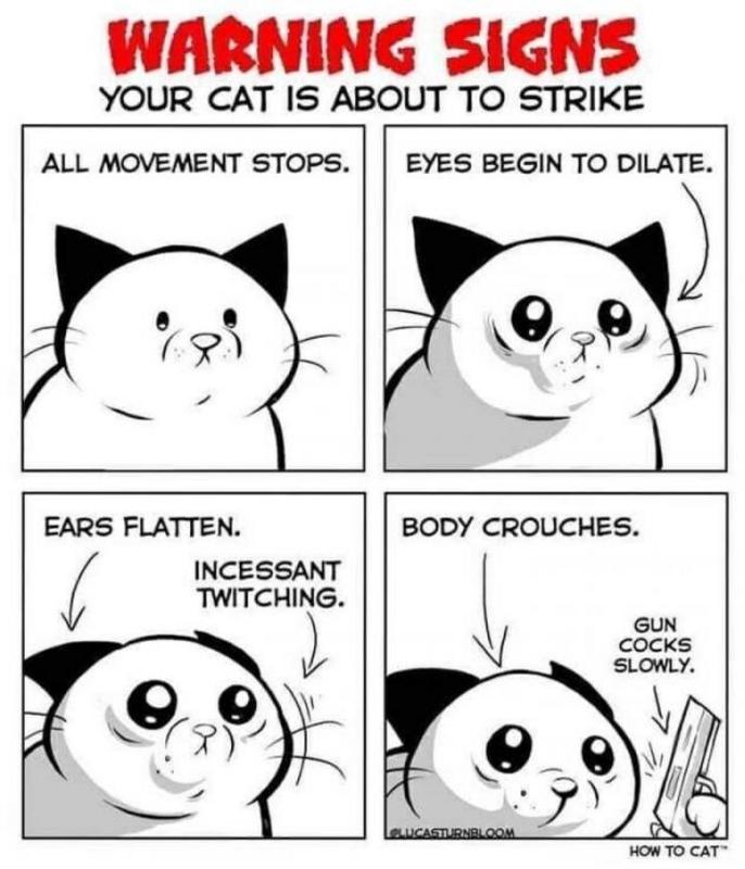 cat-warning-signs-your-cat-is-about-to-strike.jpg
