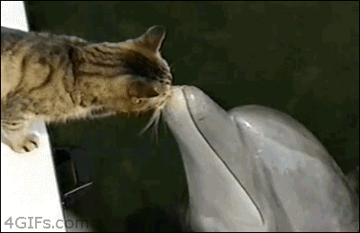 Cat-nuzzles-dolphin.gif