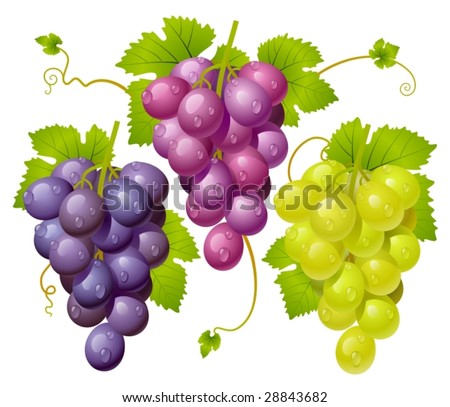 stock-vector-three-cluster-of-grapes-28843682.jpg