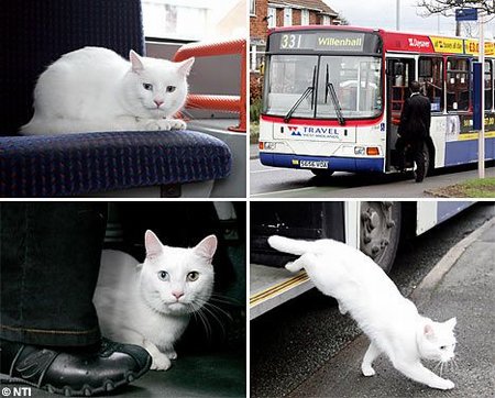 450_travelingcat.jpg