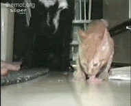 CatDefendsFoodFromDog.gif