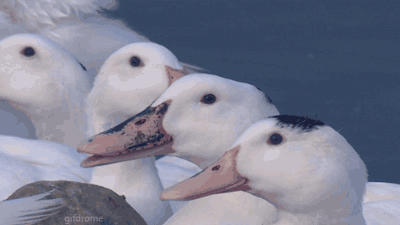 tnz5oo0.gif