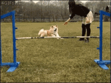 dog%20jump%20through%20hoops_zpsimru6mvi.gif