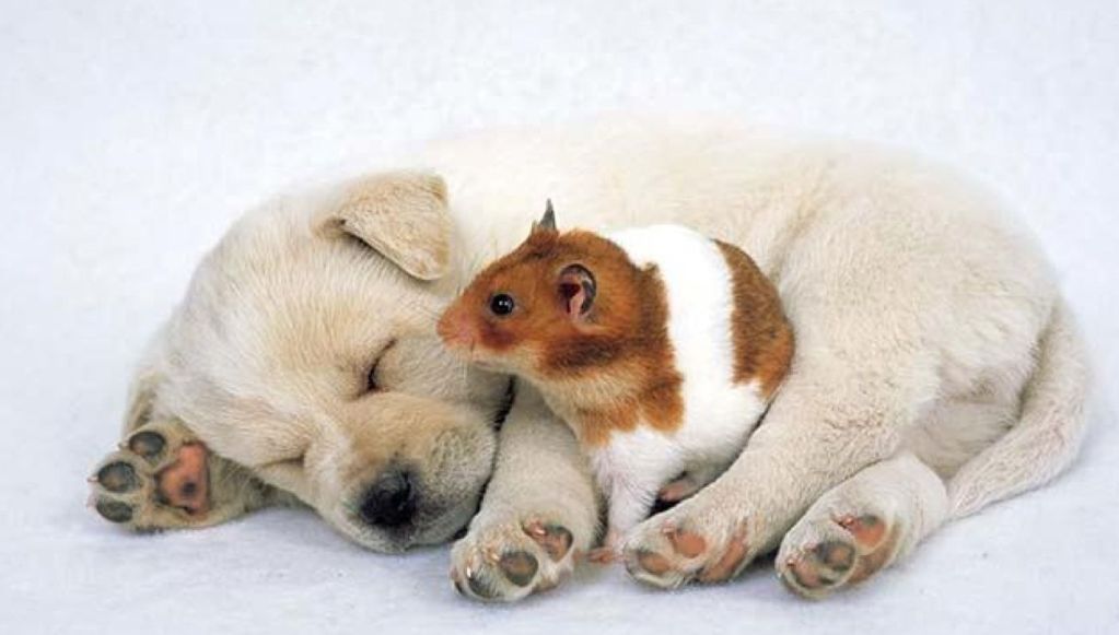 hamster-and-puppy.jpg