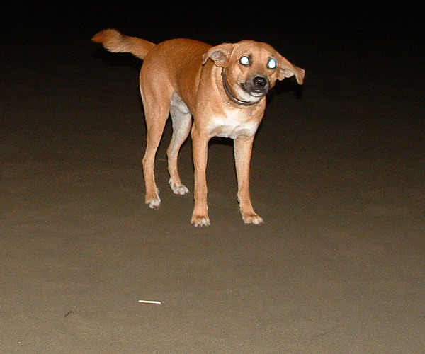 SnaGgleTooTh.jpg