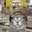 velveetacatkw8.gif