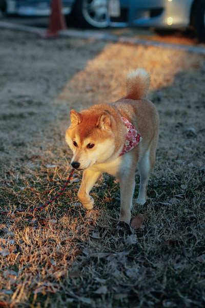 DOGE-16.jpg
