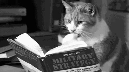 cat-reads-art-of-military-strategy.gif
