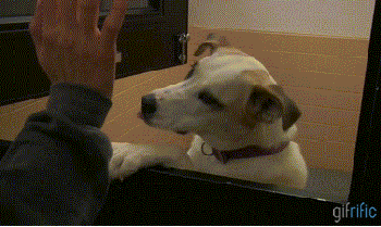 High-Five-Dog-Paws-You-a-Good-One.gif