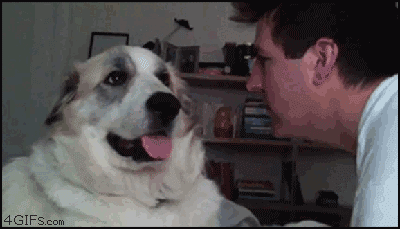 dog-animated-gif-dog-slapping-man.gif
