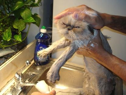 wet-pussy-cat.jpg
