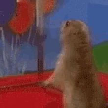 tenor.gif