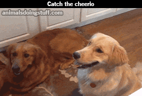 tumblr_msttbmM5If1shdotdo1_400.gif