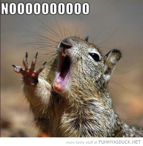 funny-no-squirrel-animal-pics.jpg