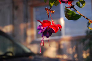 flower01.jpg