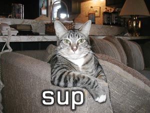 sup-cat.jpg