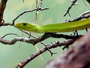 Tree_Snake%20thumb.jpg