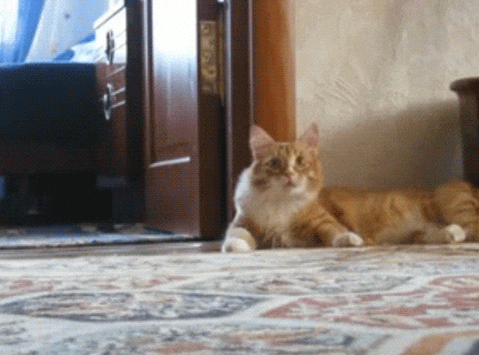 giphy.gif