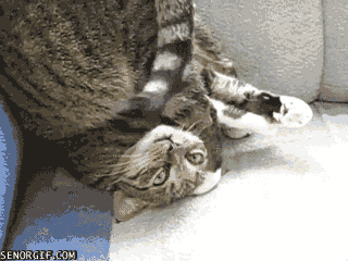 k3cg4.gif