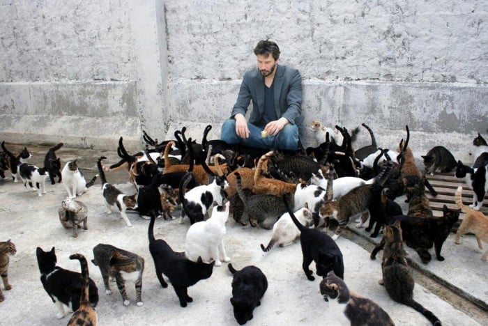 keanu-cats-700x468.jpg