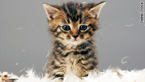 story.kitten.ts.jpg