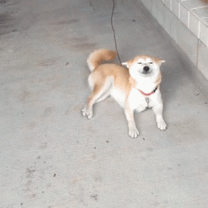 58169ffe41dcd207dceb9697700bc4d8.gif