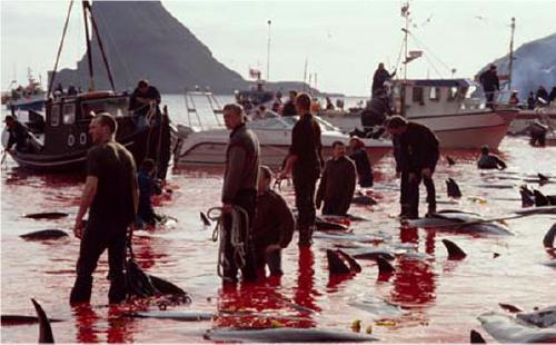 dolphinhunt2.jpg