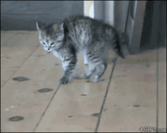 bByZ7.gif