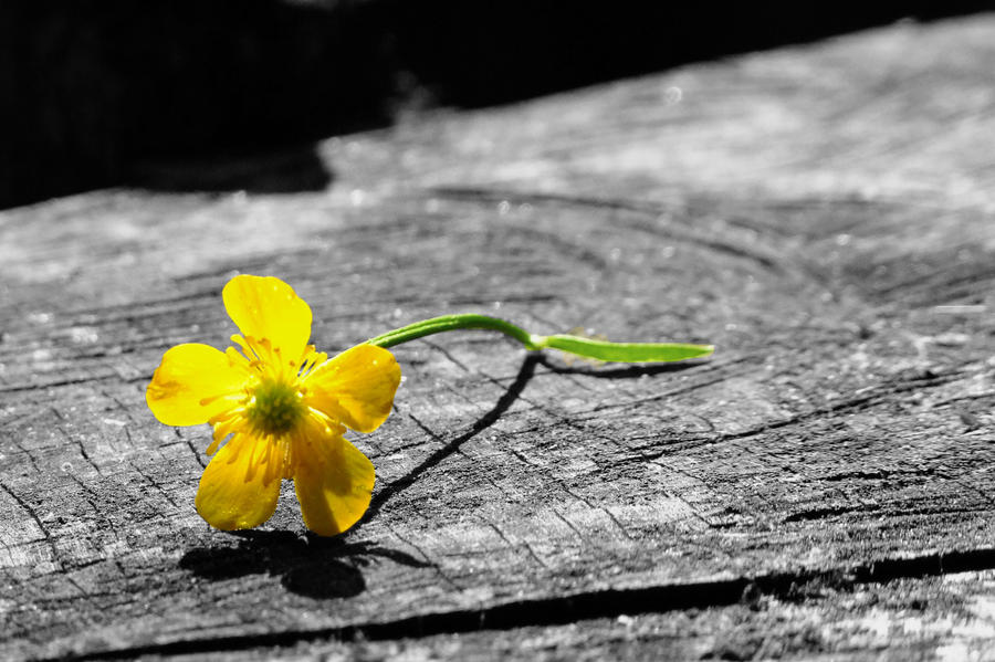 Lonely_Flower_by_Jou_Nijou.jpg