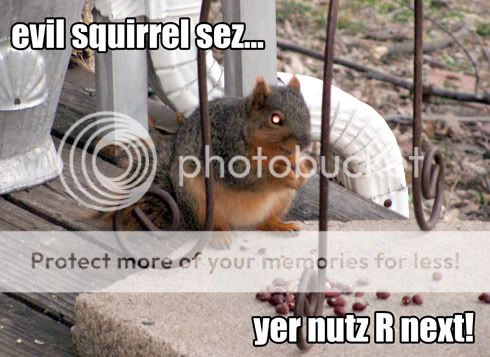 evil_squirrel.jpg