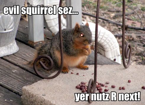 evil_squirrel.jpg