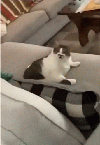 cat-lick.gif