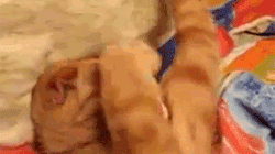 kitty-facepalm.gif
