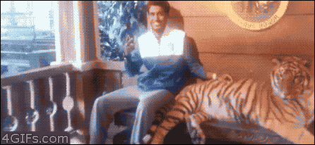 animals-being-jerks-gifs-tiger.gif
