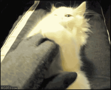 Kitten-tires-from-playing.gif