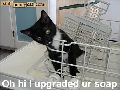 cat_soap.jpg