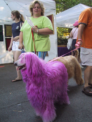 pink_dog.jpg