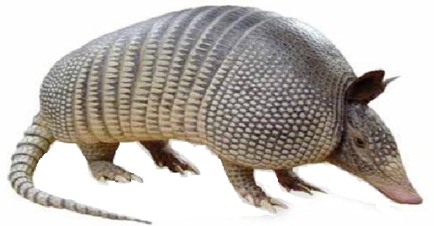 armadillo-31.jpg