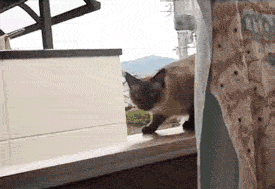 tumblr_mahhm5Jl8j1rdp2dlo1_400.gif