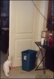 Cat-laser-pointer-trash-can-dunk.gif
