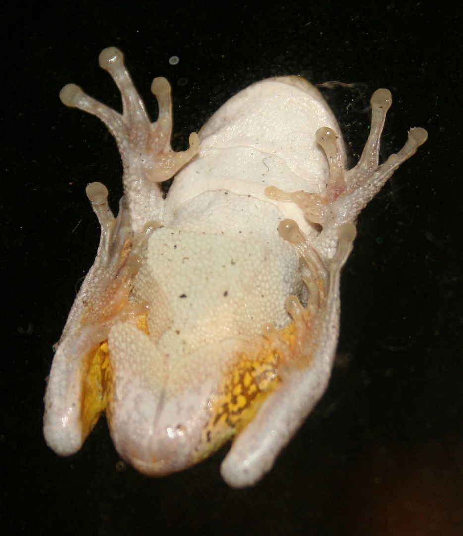 TreeFroggy.jpg