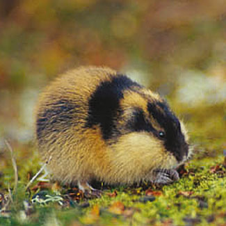 lemming.jpg