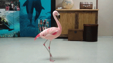 y5VqPFr.gif.gif