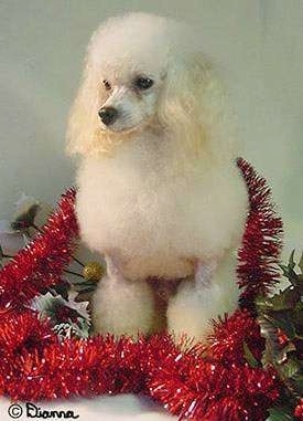 TOYPOODLEaward_poodle.jpg