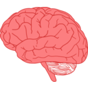 clipart-brain-in-profile-1a11.png