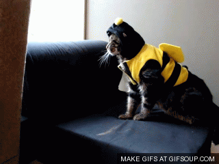 8PinFN4.gif