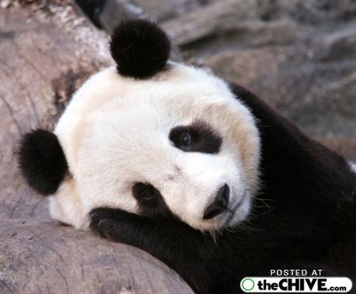 137552-sad_panda.jpg
