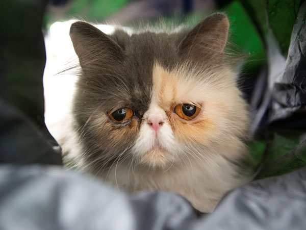 548c07074b920_-_rbk-new-grumpy-cat-de.jpg